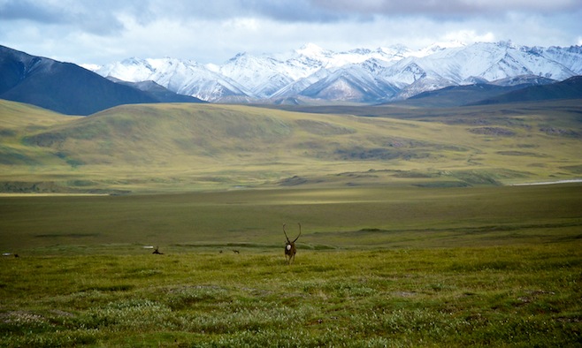 Caribou
